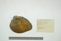 Fusconaia flava image