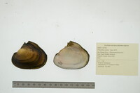 Potamilus alatus image