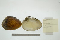 Ellipsaria lineolata image