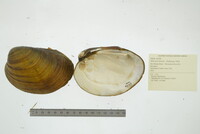 Obovaria olivaria image