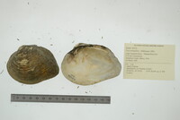 Fusconaia flava image