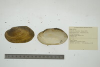 Lampsilis siliquoidea image
