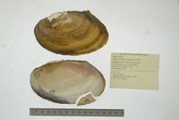 Leptodea fragilis image