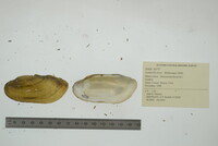 Lampsilis teres image