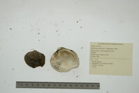 Quadrula quadrula image