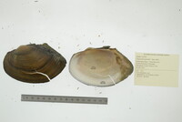 Pyganodon grandis image