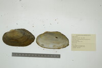 Pyganodon grandis image