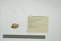 Alasmidonta viridis image