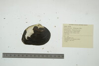 Fusconaia flava image