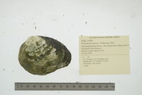 Pleurobema sintoxia image