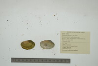 Pyganodon grandis image