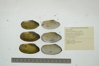 Utterbackia imbecillis image