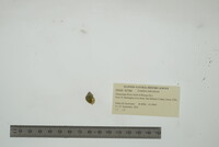 Lioplax sulculosa image