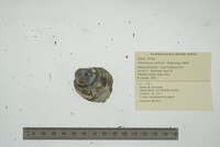 Plethobasus cyphyus image