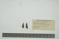 Pleurocera acuta image