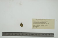 Lioplax sulculosa image