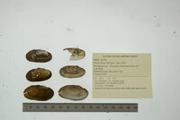 Simpsonaias ambigua image