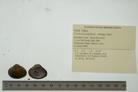 Corbicula largillierti image