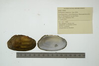 Lasmigona compressa image