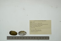 Toxolasma parvum image