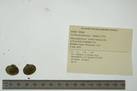 Corbicula fluminea image