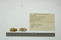 Lasmigona costata image