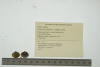 Corbicula largillierti image