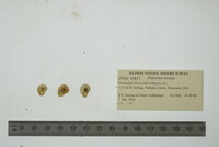 Helisoma anceps image