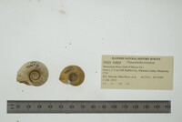 Planorbella trivolvis image