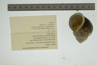 Cipangopaludina chinensis image