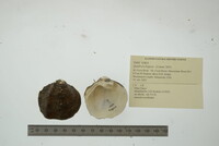 Quadrula fragosa image