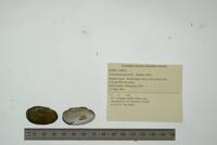 Toxolasma parvum image