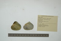 Lasmigona complanata image