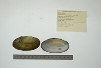 Anodontoides ferussacianus image