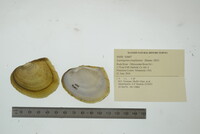 Lasmigona complanata image