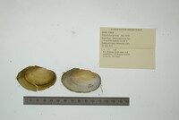 Pyganodon grandis image