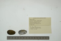 Toxolasma parvum image