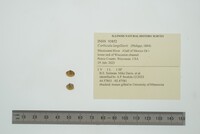 Corbicula largillierti image