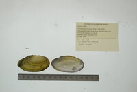 Anodontoides ferussacianus image