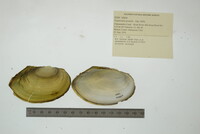 Pyganodon grandis image