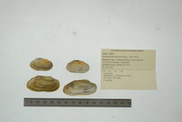 Anodontoides ferussacianus image