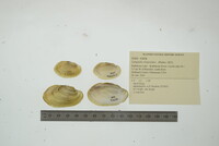 Lampsilis siliquoidea image