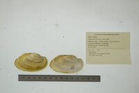 Pyganodon grandis image