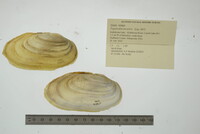 Pyganodon lacustris image