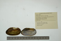 Utterbackia imbecillis image