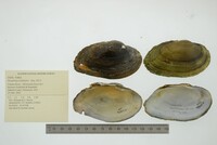 Strophitus undulatus image