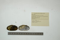 Anodontoides ferussacianus image