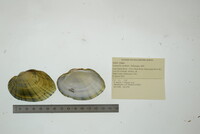 Lampsilis cardium image