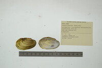 Lampsilis siliquoidea image