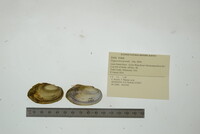 Pyganodon grandis image